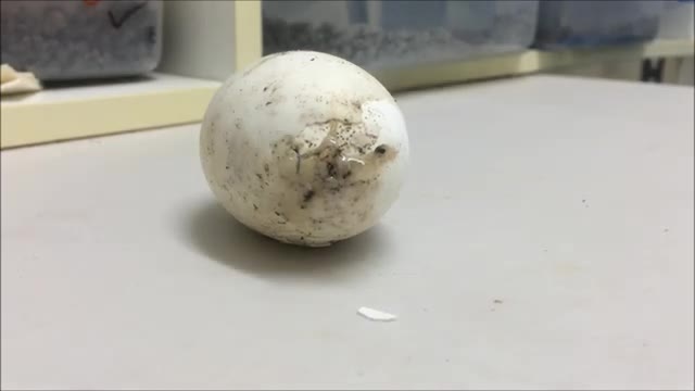 Baby alligator hatching green screen