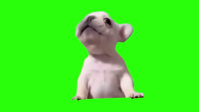 Baby dog green screen