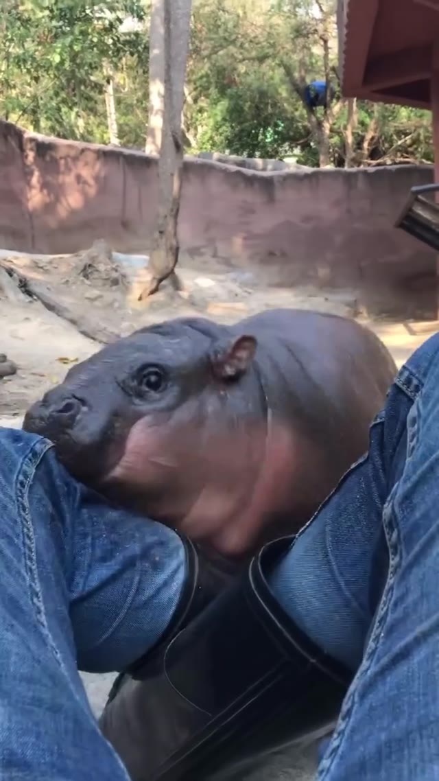 Baby hippo attack green screen