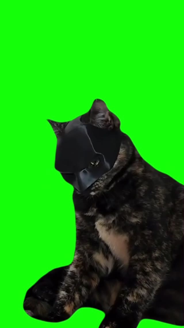 Batman Cat green screen