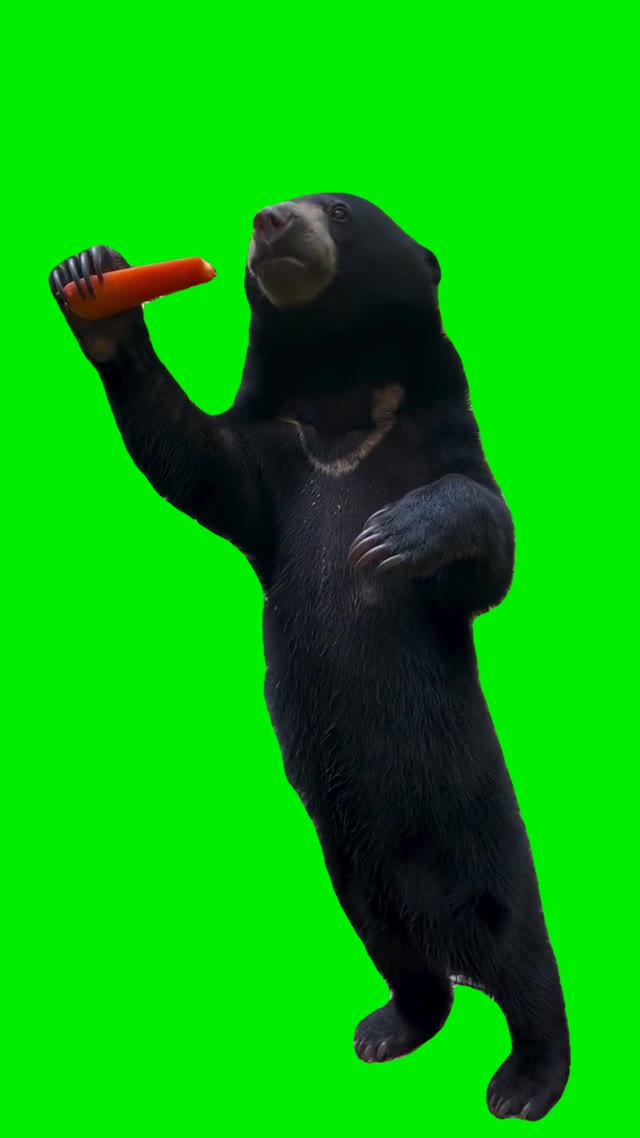 Bear eating carrot green screen
