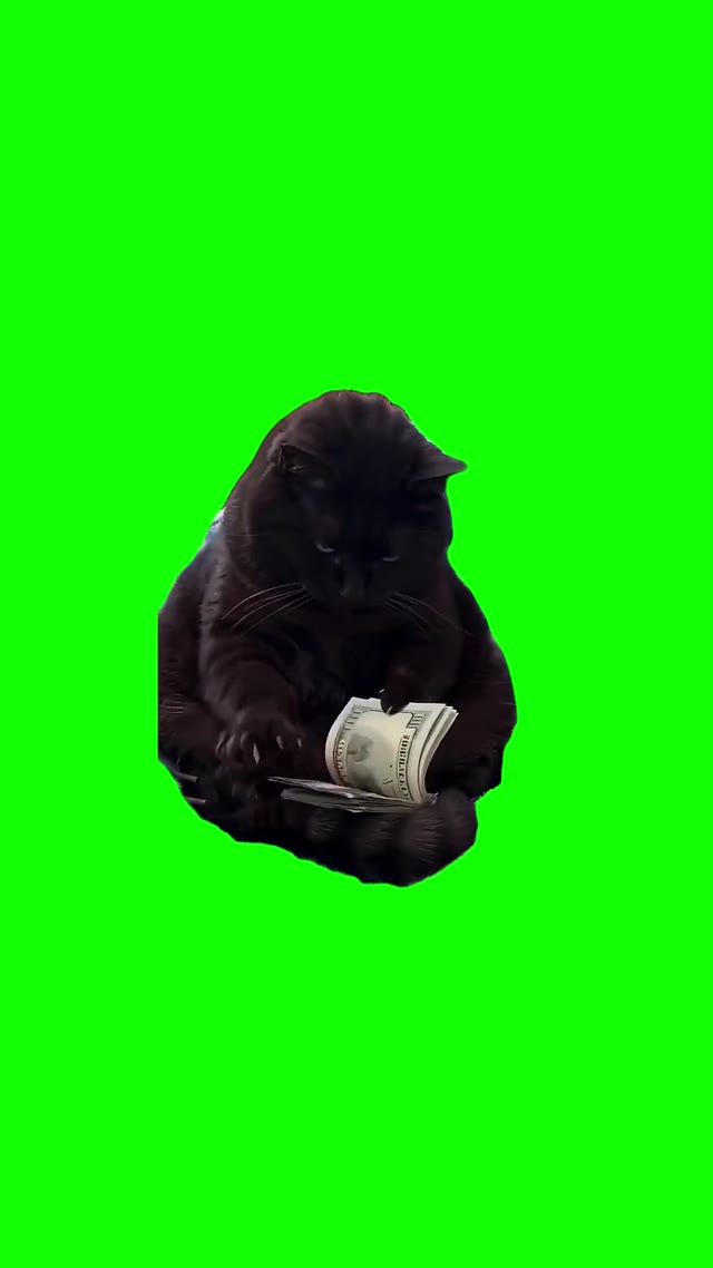 Black Cat Counting Money green screen