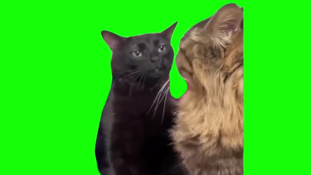 Black Cat Zoning Out green screen