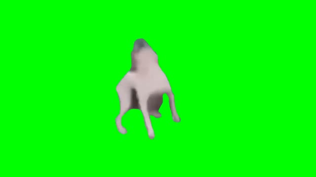 BrazilianDogDancing green screen