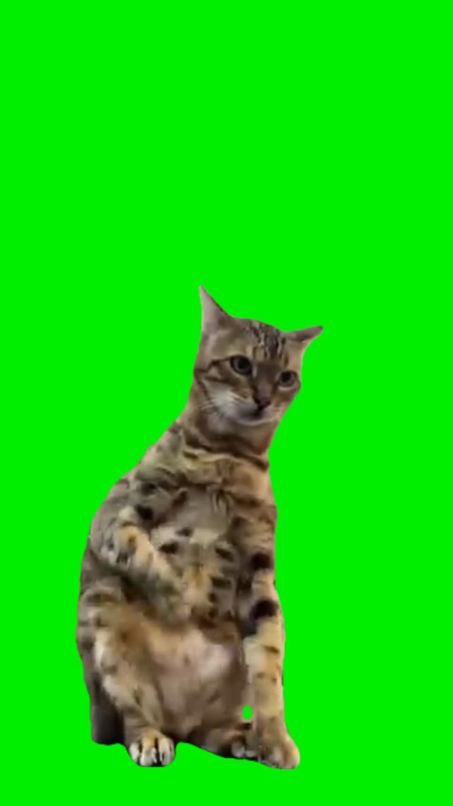 Cat Belly Dance green screen