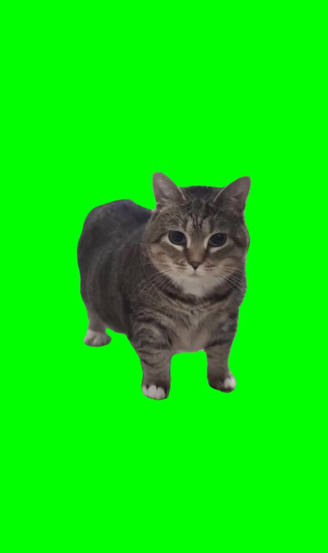 Cat Microwave green screen
