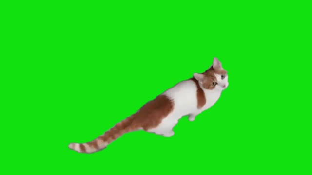 Cat Wants You To Open Door Template green screen