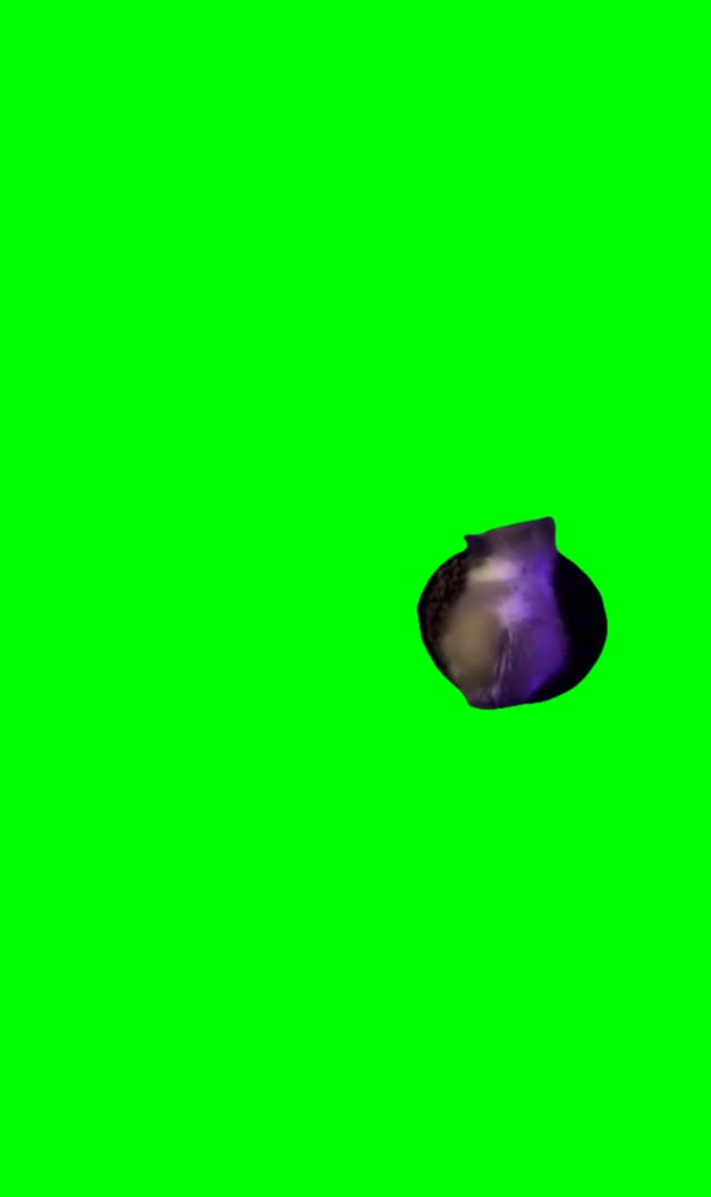 Cat Wiwiwi green screen