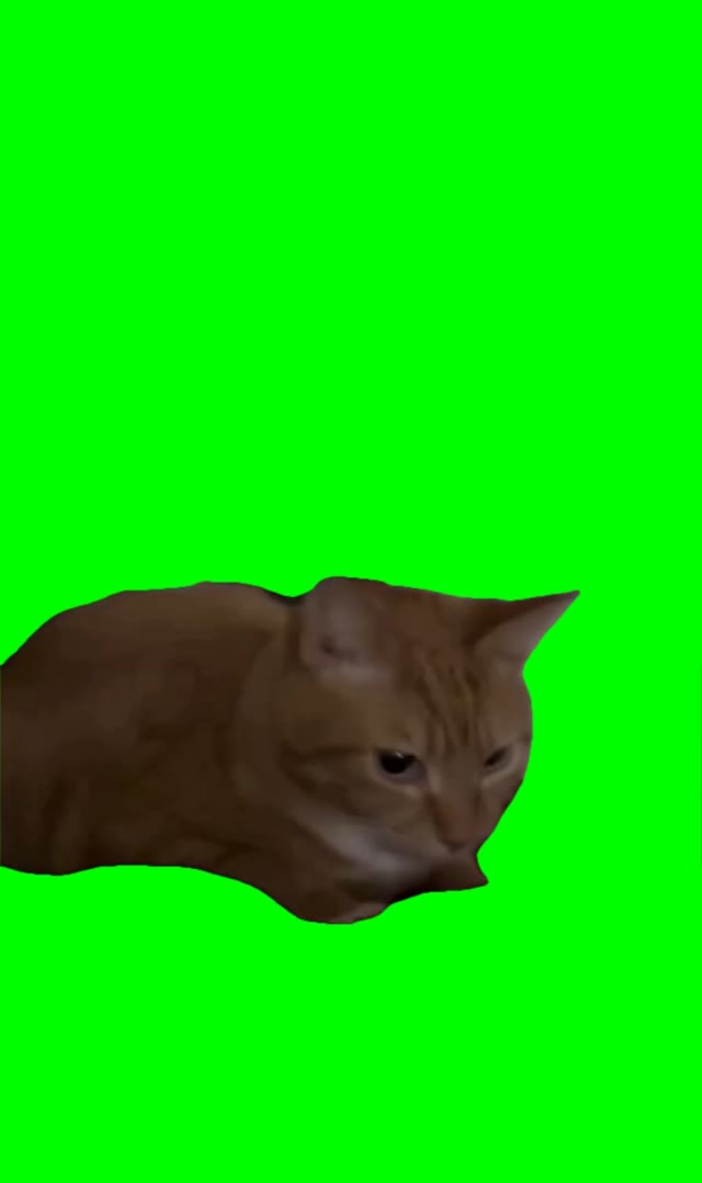 Cat bouncing green screen
