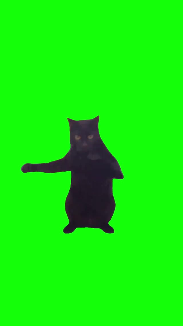 Cat Boxing green screen