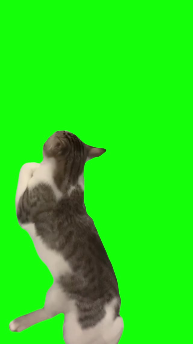 Cat boxing green screen