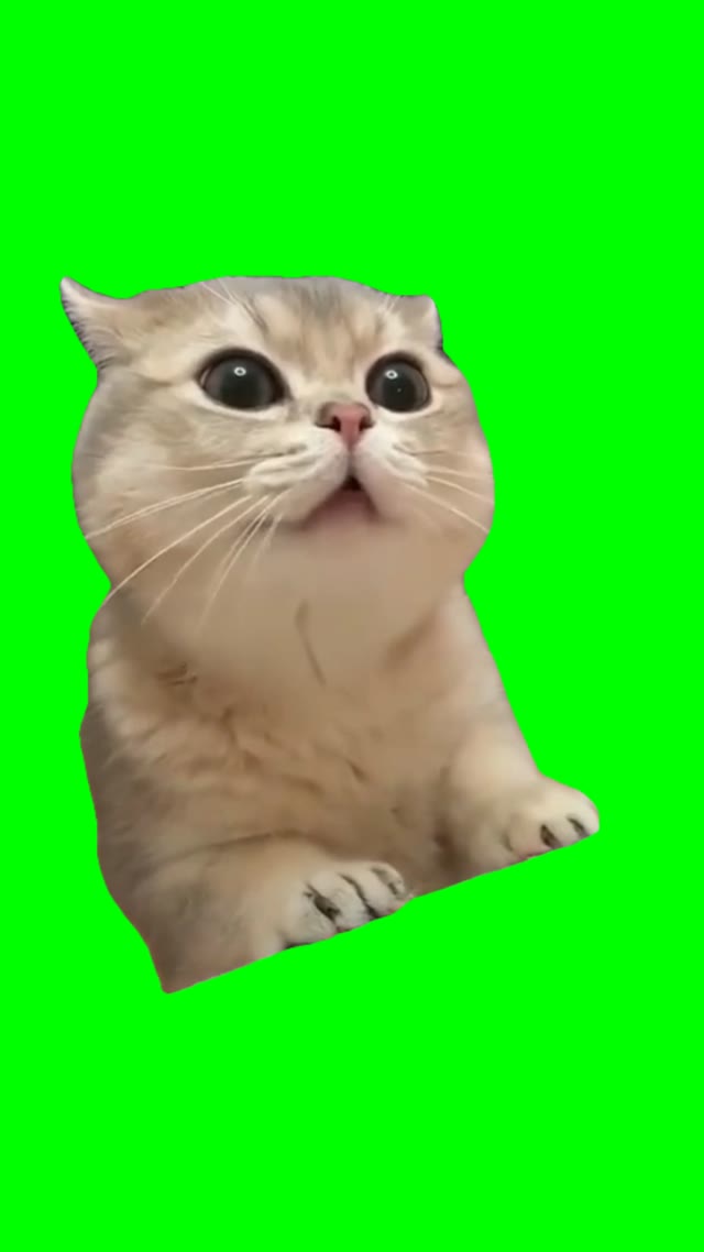 Cat chewing green screen