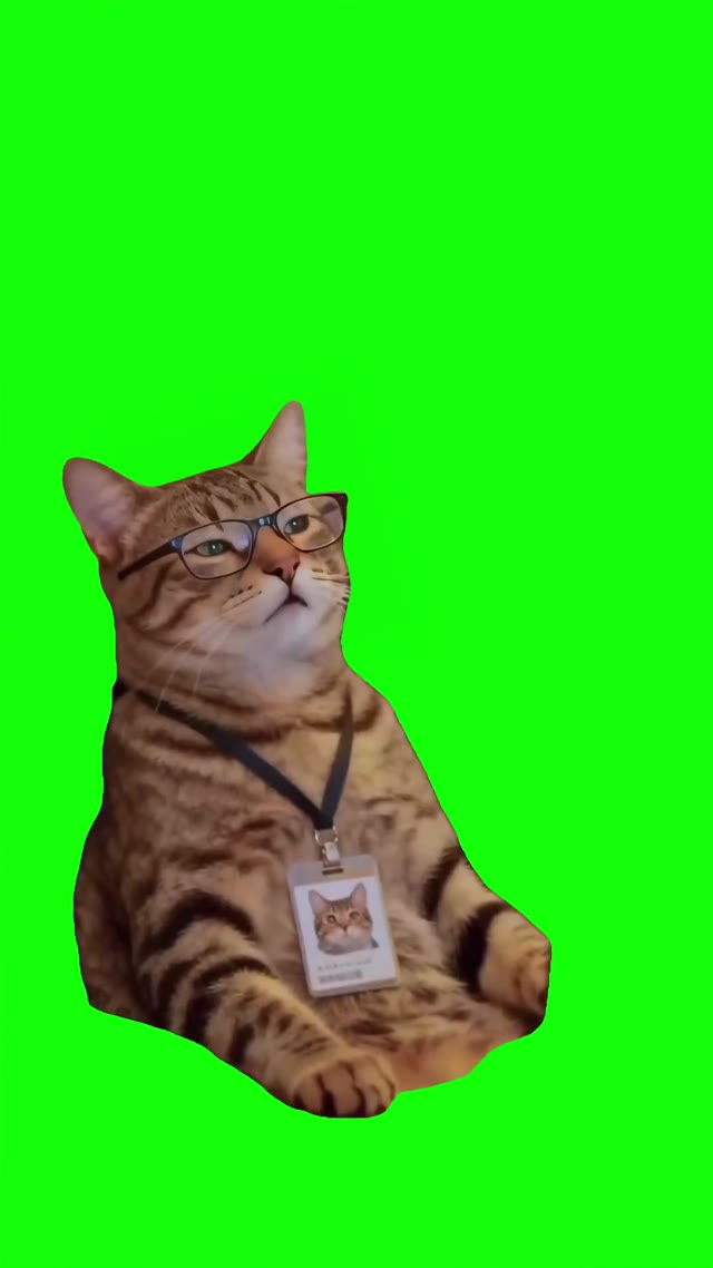 Cat falling asleep green screen