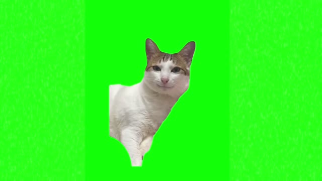 Cat glazing eyes green screen