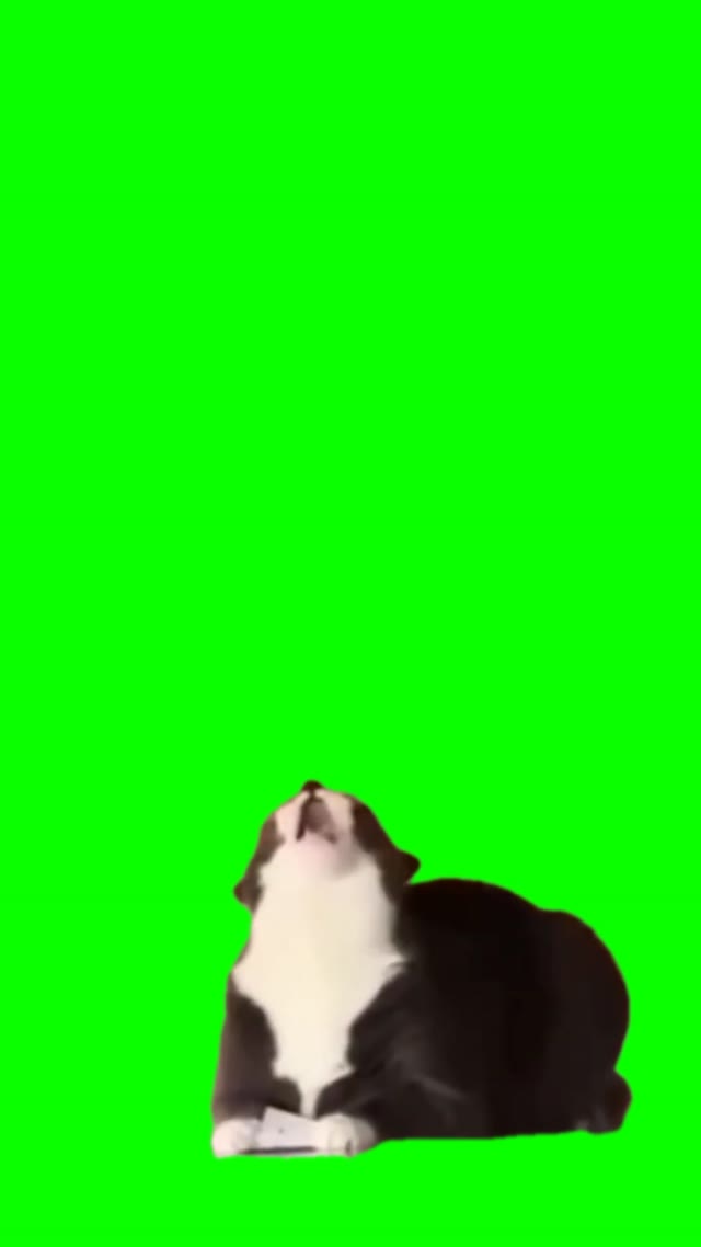 Cat going crazy green screen