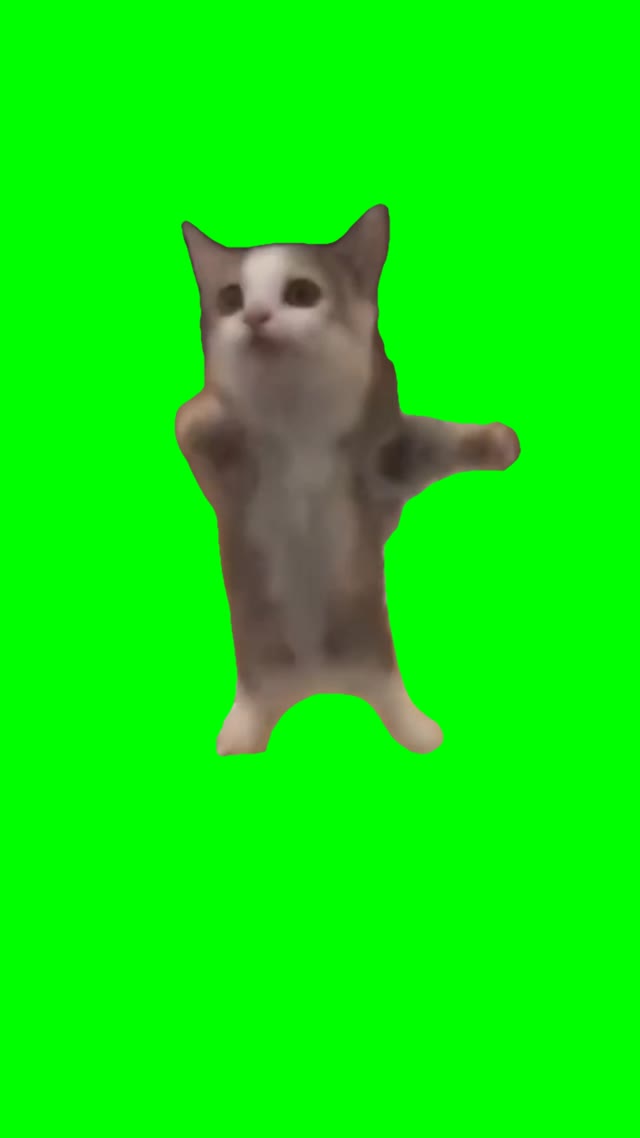 Cat happy dance green screen