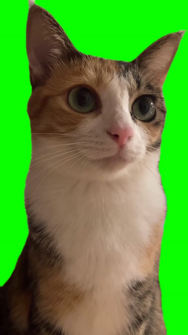 Cat meowing green screen