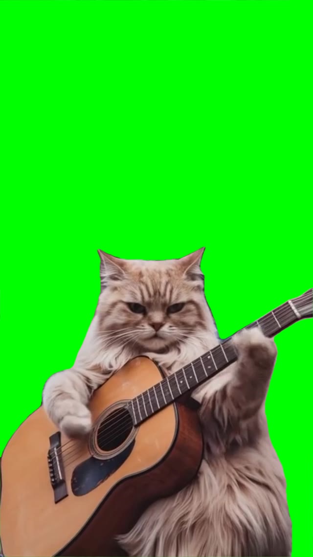 Cat playing Friends green screen