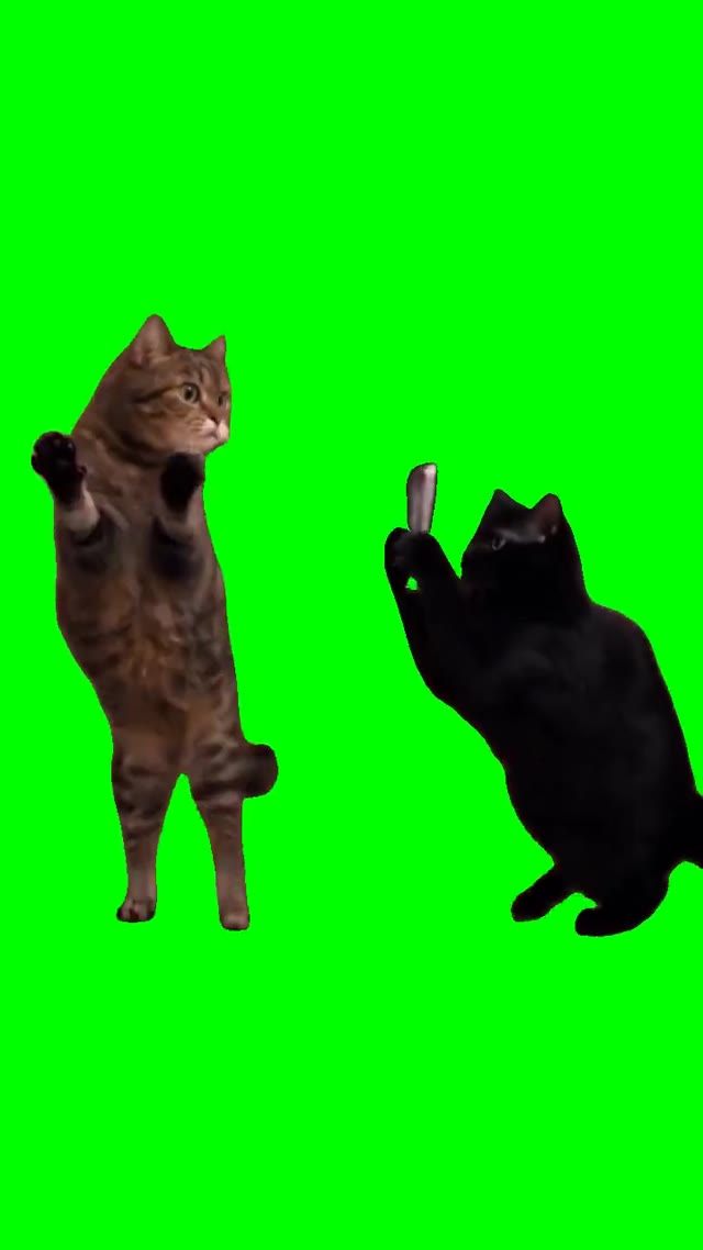 Cat Recording A Cat green screen