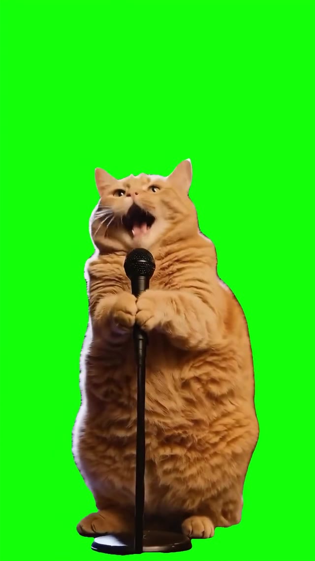 Cat singing opera green screen