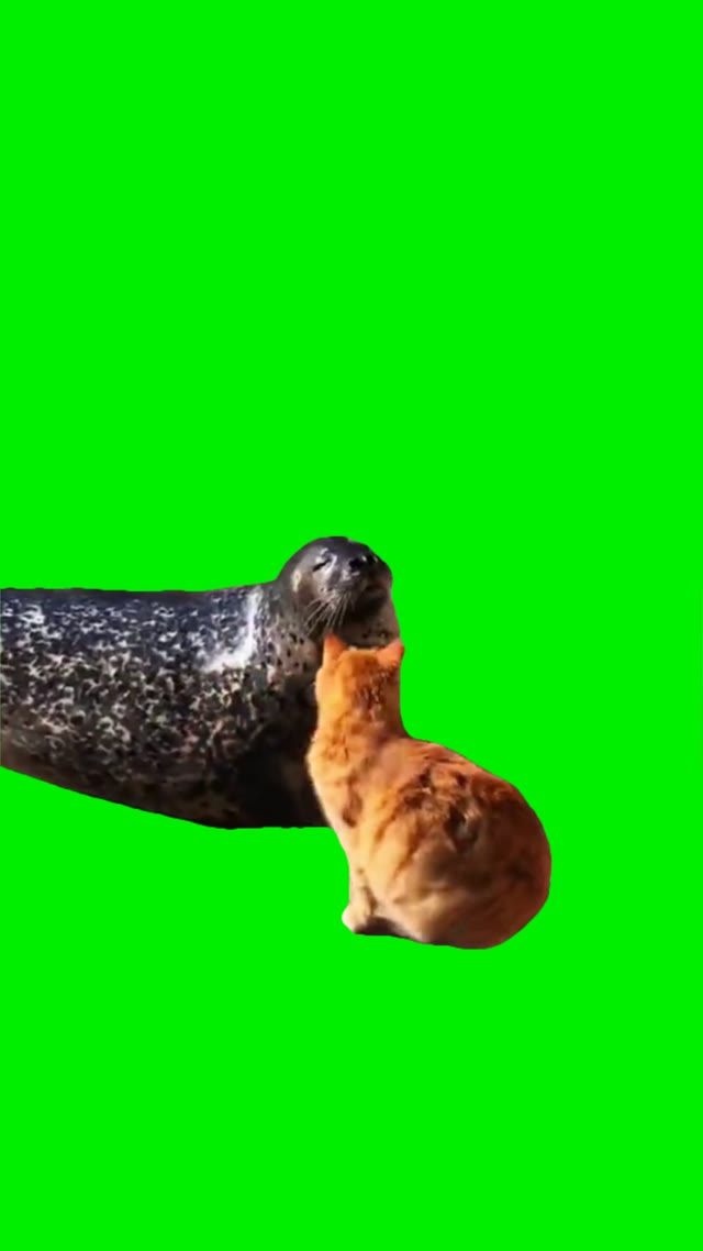 Cat smacks sealion green screen