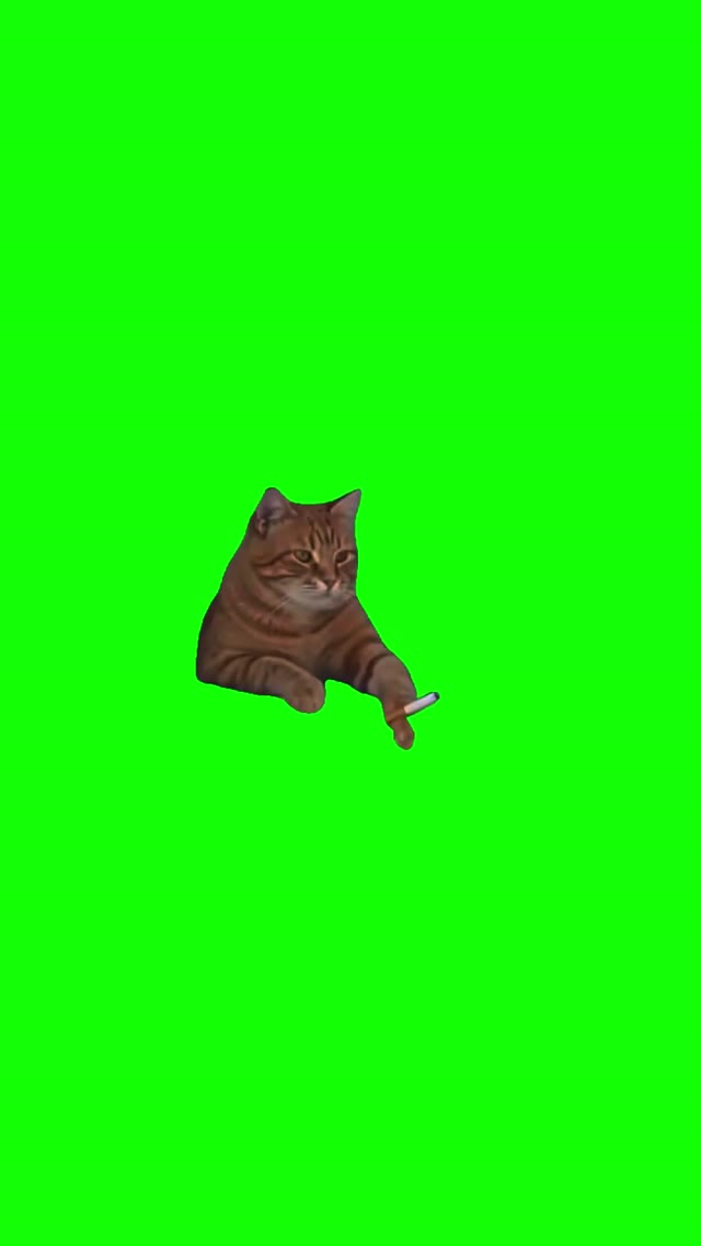 Cat Smoking green screen