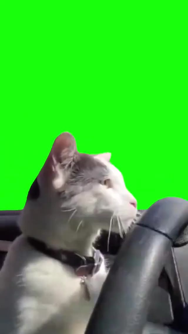 Cat Driving Car green screen