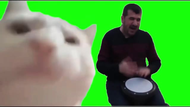 Cat Vibing green screen