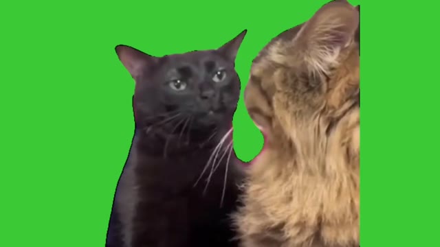 Cat Zoning Out green screen