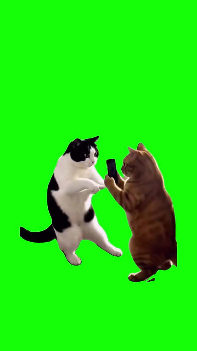 Cats Making Videos green screen