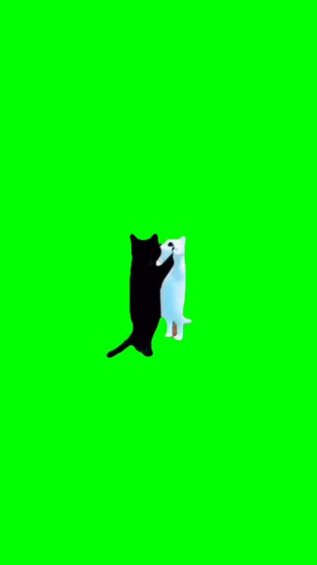 Cats dancing to Round n round Squid Game 2 green screen