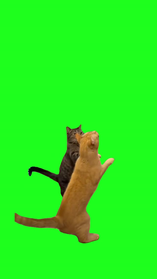 Cats Fighting green screen