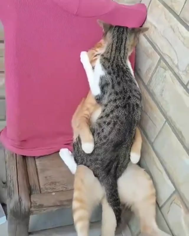 Cats in heat green screen