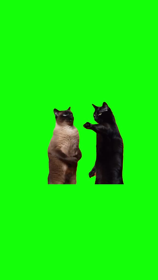 Cats Rapping green screen