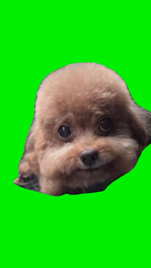 Chinese dog rapping green screen