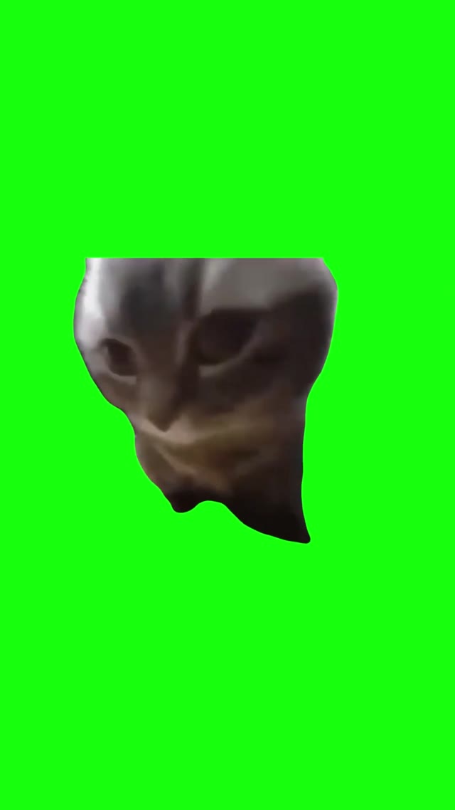 Chipi Chipi Chapa Chapa Cat _ green screen