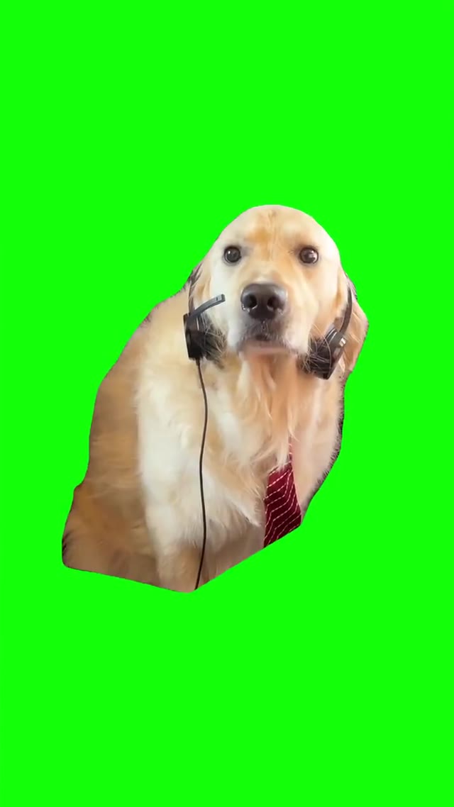 Confused dog at work green screen