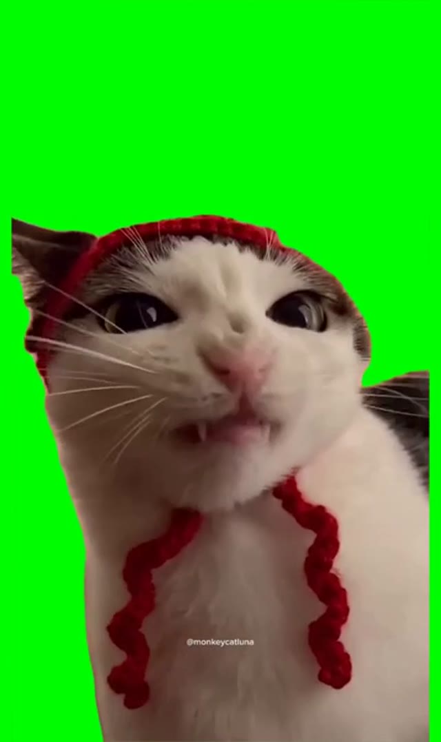 Crunchy Cat  green screen