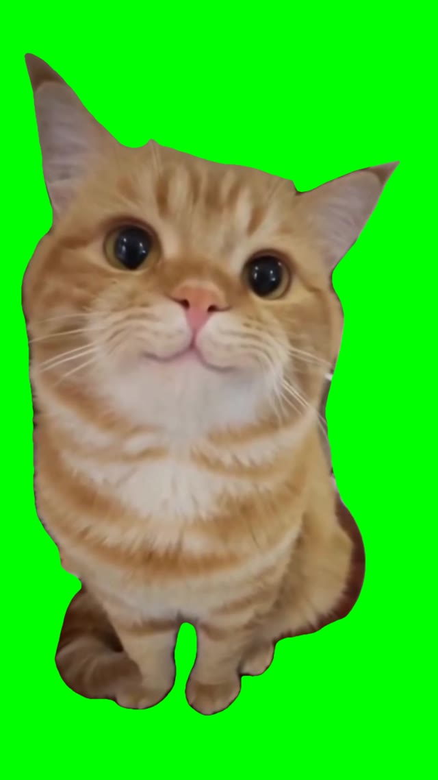 Cute cat stare green screen
