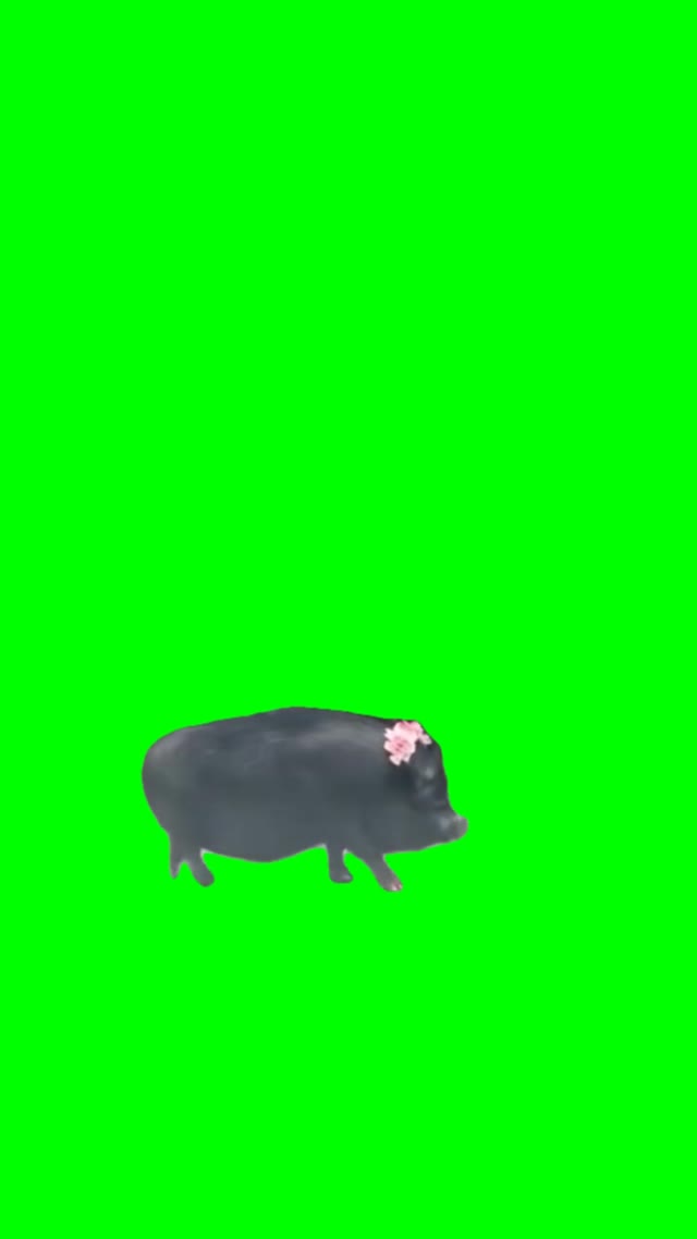 Cute little piggy  green screen