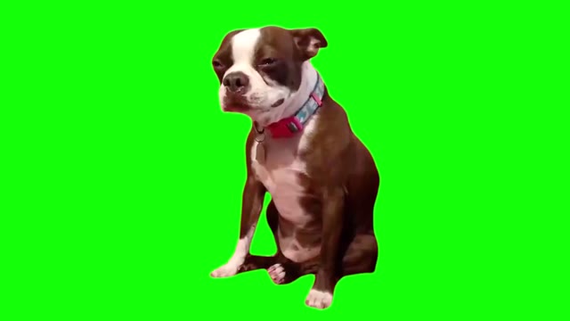 Dog Crying  green screen