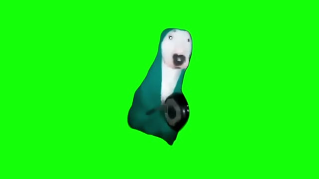 Dog Hitting Pan green screen