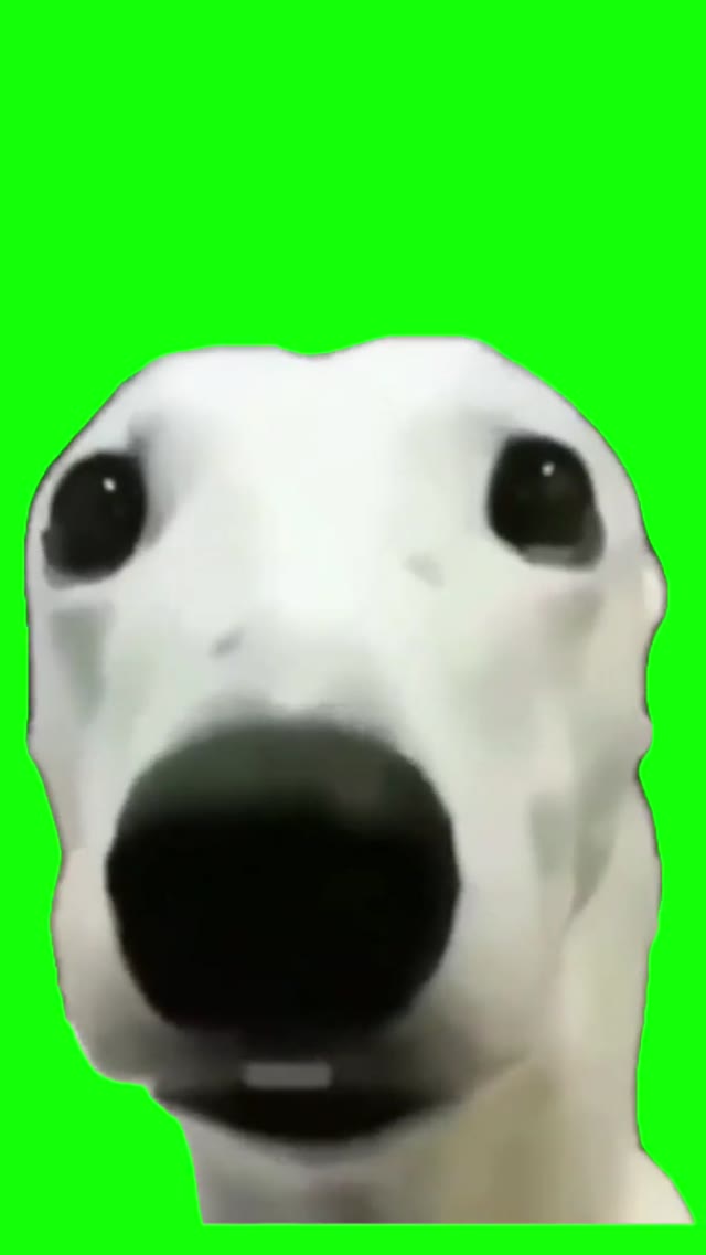 Dog Shivering green screen