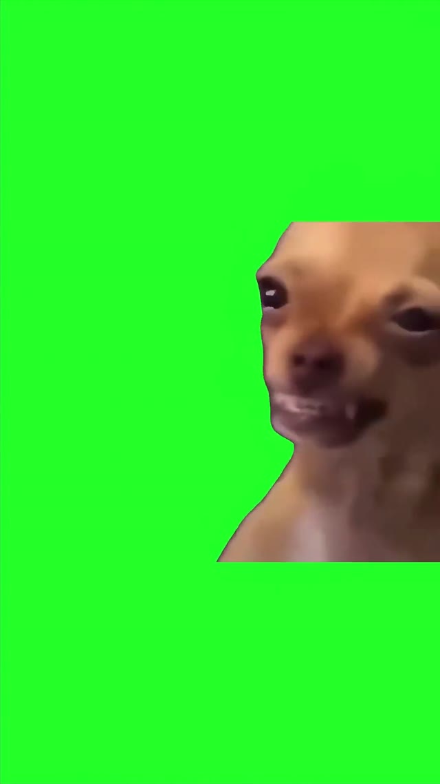 Dog Tweaking green screen