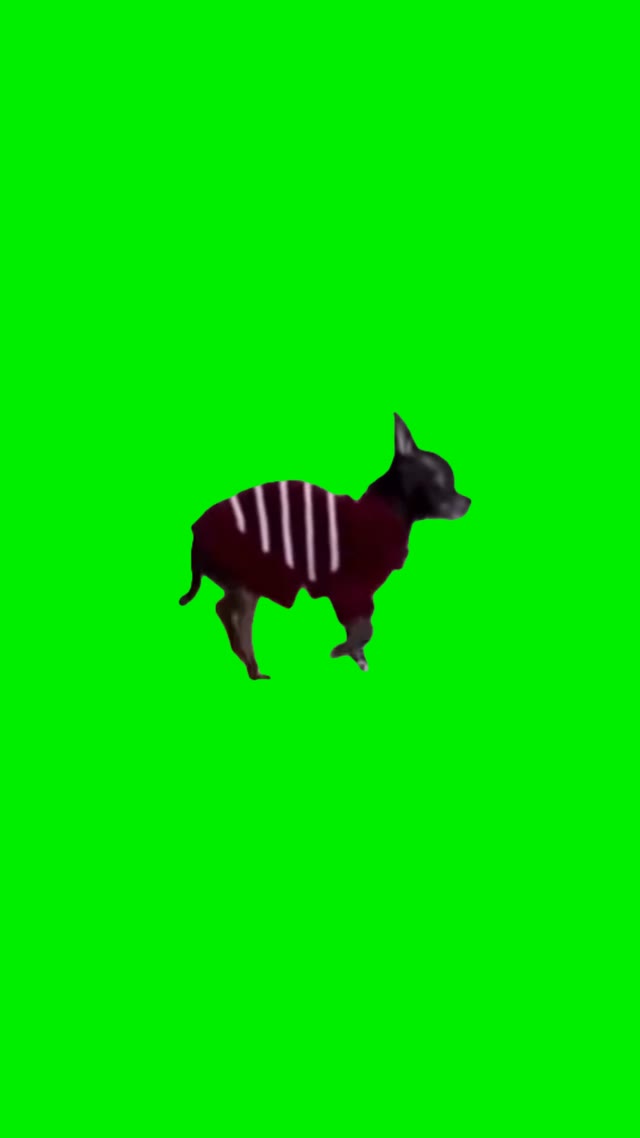 Dog creepin green screen