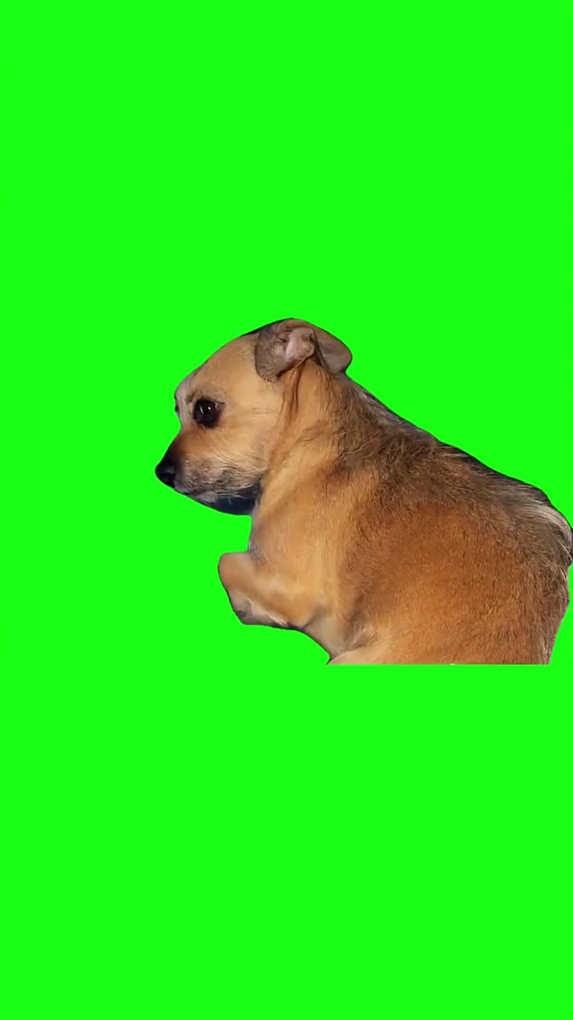 Dog giving awkward side eye green screen