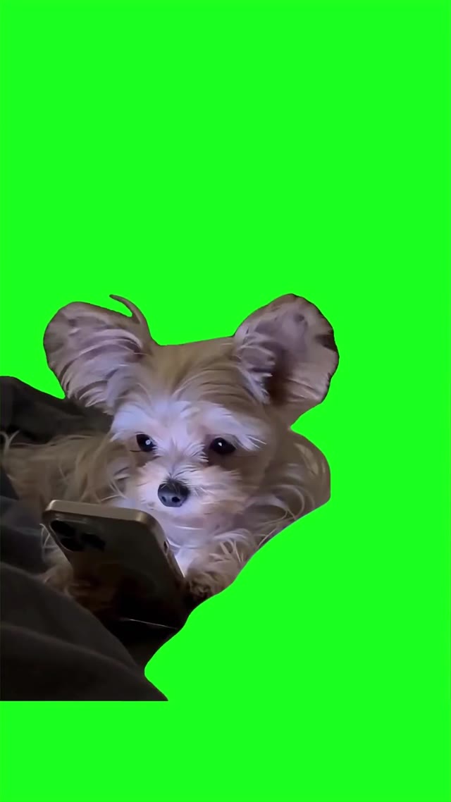 Dog hides phone green screen