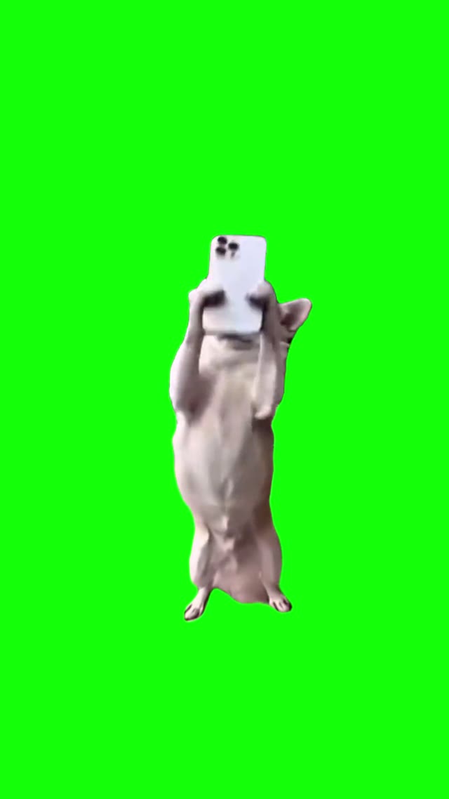 Dog Hides Phone green screen