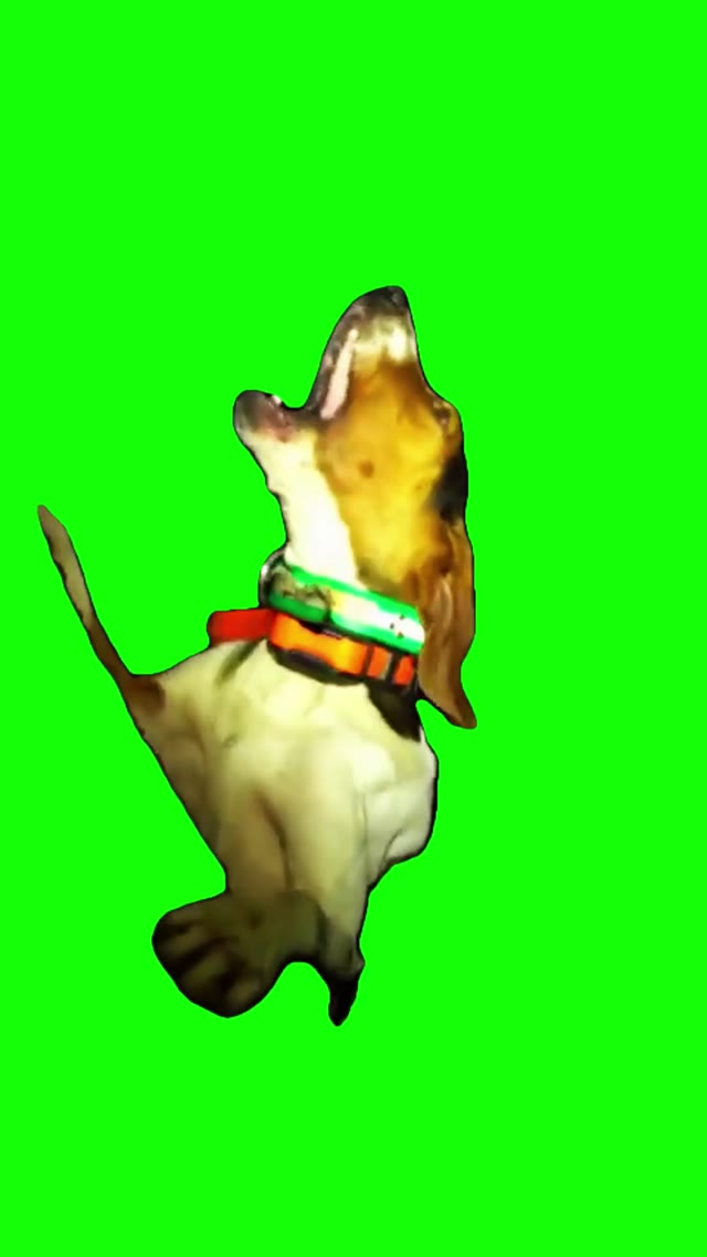 Dog howling green screen
