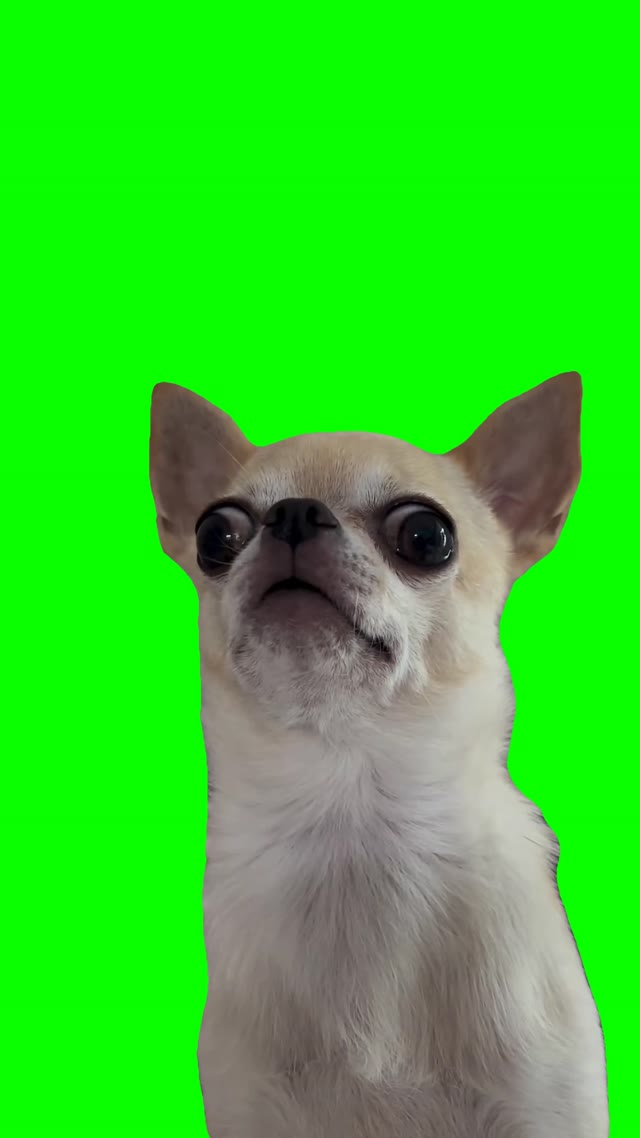 Dog staring green screen